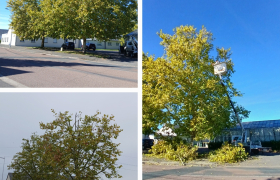 Elagueur St Doulchard