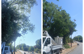 Intervention d'urgence risque de chutes d'arbres à St doulchard 